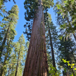 Natureseeds mammuttræ