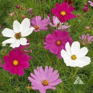 Natureseeds stolt kavaler blanding