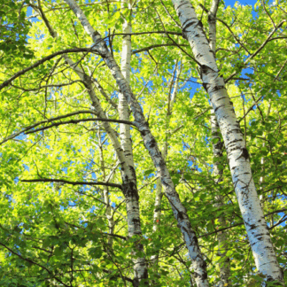 Natureseeds papir birk