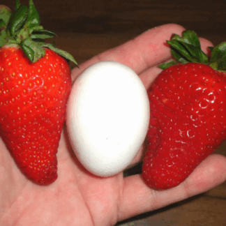 Natureseeds rød kæmpe jordbær