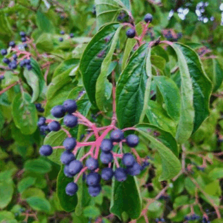 Natureseeds rød kornel