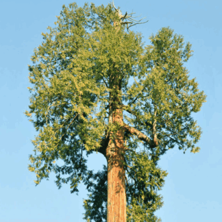 Natureseeds kæmpethuja